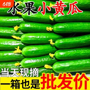 果农直发山东潍坊水果黄瓜脆爽新鲜蔬菜包无刺小黄瓜生吃脆甜现摘