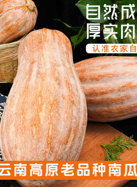 早栗蜜本南瓜种子粉面蜜本甜南瓜早熟四季蔬菜种籽老品种辅食自种