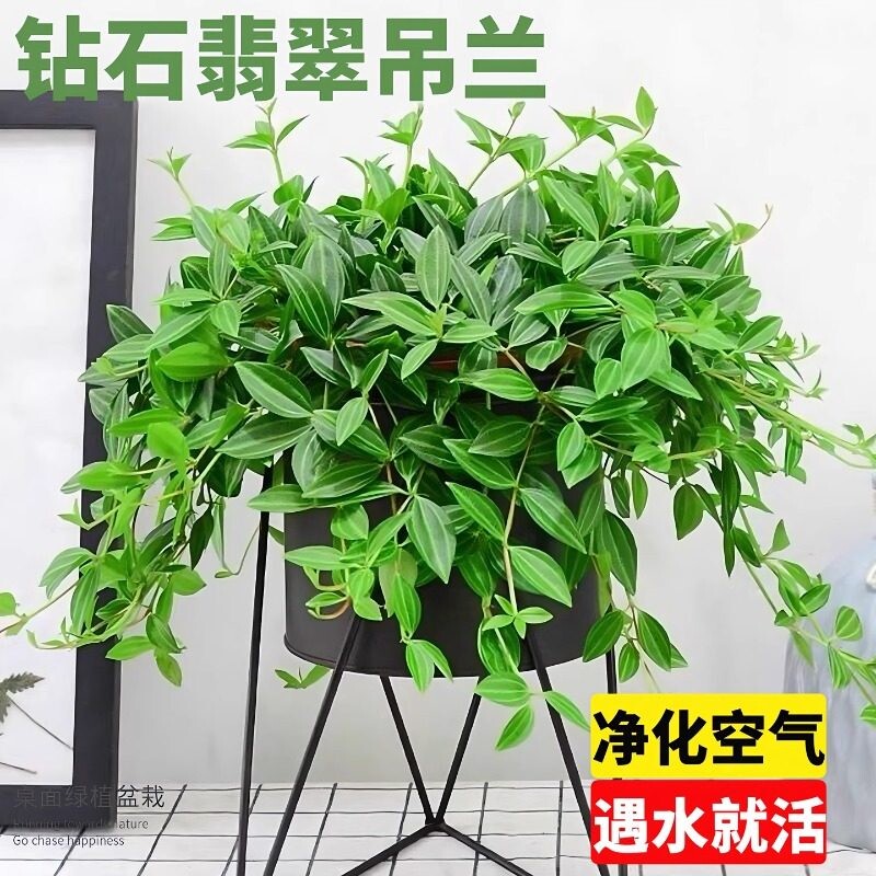 钻石翡翠吊兰盆栽室内耐阴好养活桌面绿植四季常青绿宝石垂吊植物