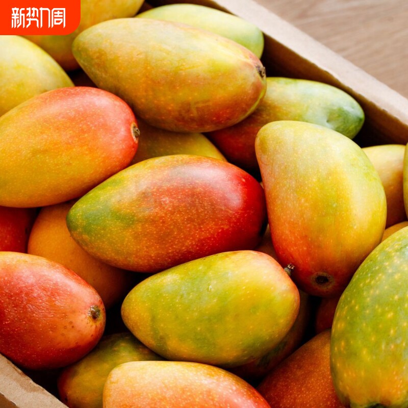 海南贵妃芒新鲜芒果应当季水果树上熟红金玉青辣椒芒现摘大果整箱