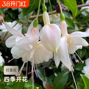 倒挂金钟花种籽花卉大全灯笼花种子室内外盆栽吊兰重瓣易种花种籽