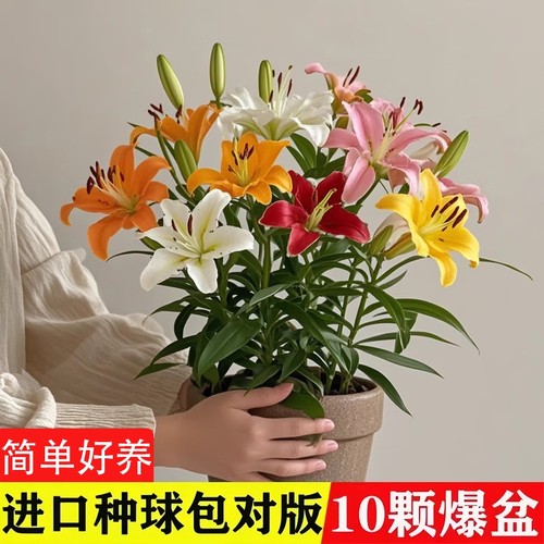 百合花种球盆栽冰美人进口土培耐寒花卉重瓣香水百合种子种植苗籽