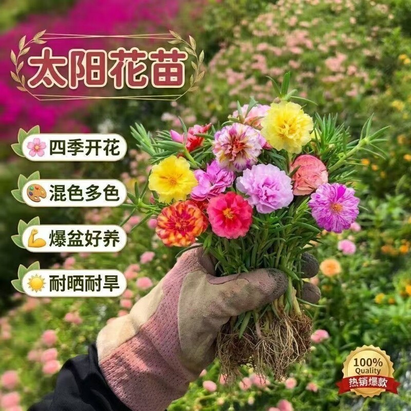 重瓣太阳花苗宿根枝条带花苞混色带根植物盆栽绿植花卉易开花耐晒图片