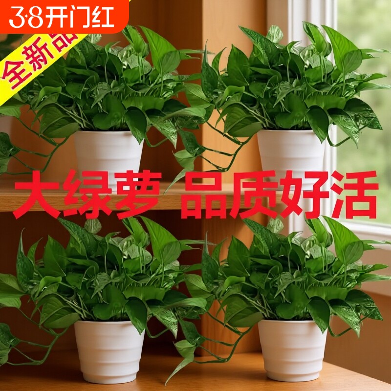绿萝盆栽室内好养净化空气水培植物绿植花卉大叶绿箩客厅办公室