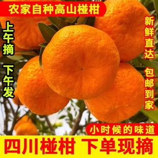 正宗四川高山椪柑现摘爆汁当季新鲜水果芦柑桔子橘子大果整箱碰柑