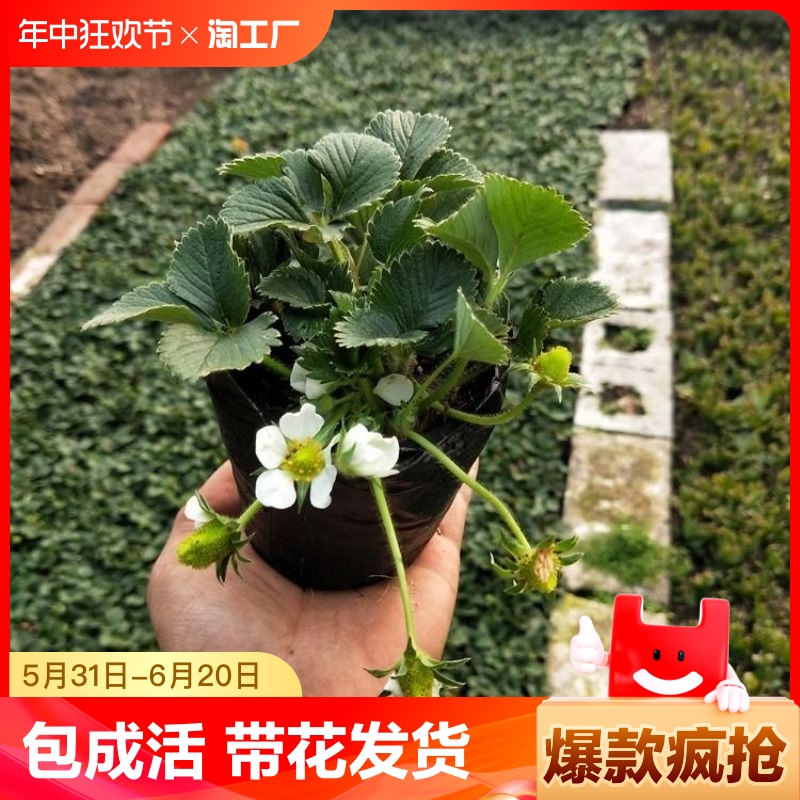 奶油草莓秧苗盆栽四季奶莓大果阳台种植当年结果可食用带花原土 鲜花速递/花卉仿真/绿植园艺 绿植 原图主图