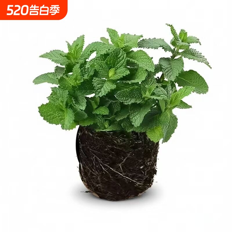 {泡茶驱蚊}植物薄荷叶薄荷可食用留兰香养易活盆栽好阳台客厅庭院