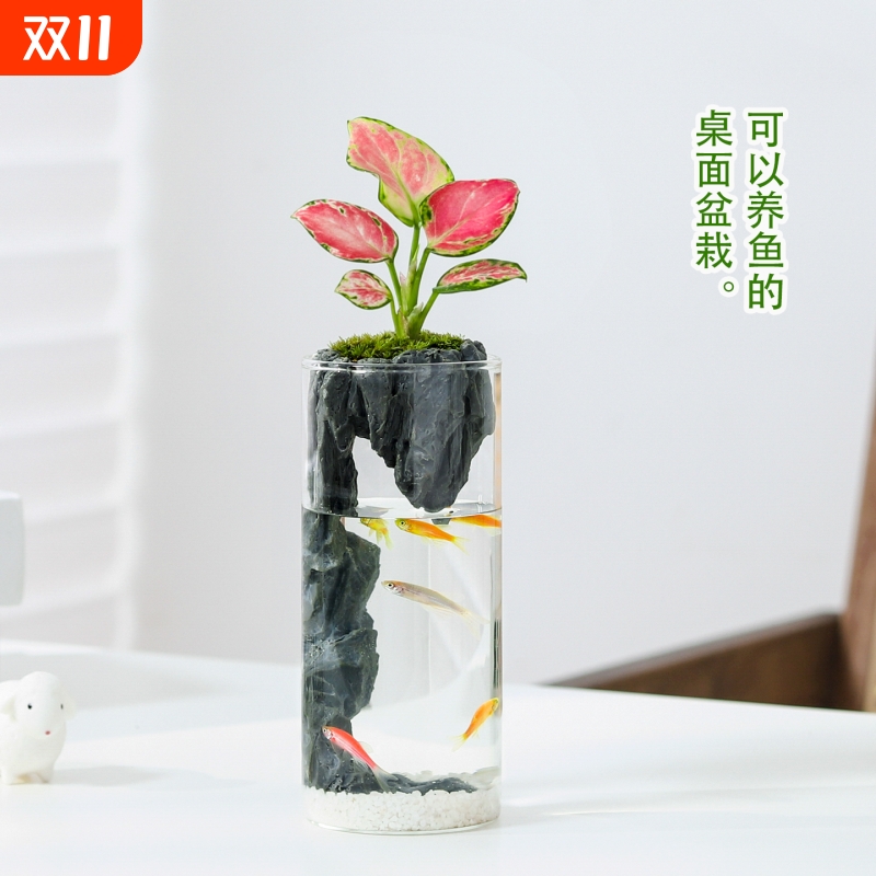吉利红盆栽室内桌面绿植净化空气