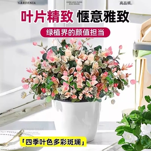 花叶络石阳台庭院花卉盆栽彩络叶吊篮四季爬藤苗绿植五彩植物垂吊