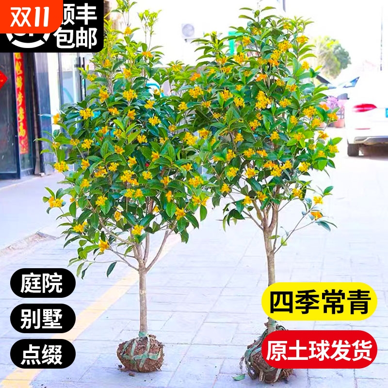 桂花树苗大树八月四季桂盆栽庭院室外地栽金桂原生老桩四季开花