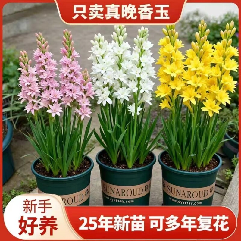 重瓣晚香玉种球四季种植图片