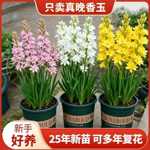 重瓣晚香玉种球四季种植多年生浓香型切花卉阳台花盆栽地栽绿植物