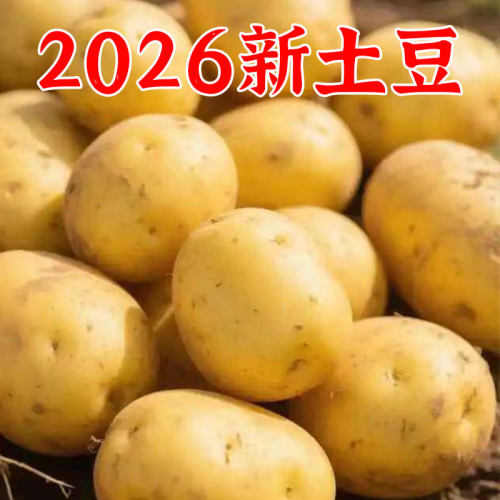 2026年新土豆现挖新鲜黄心