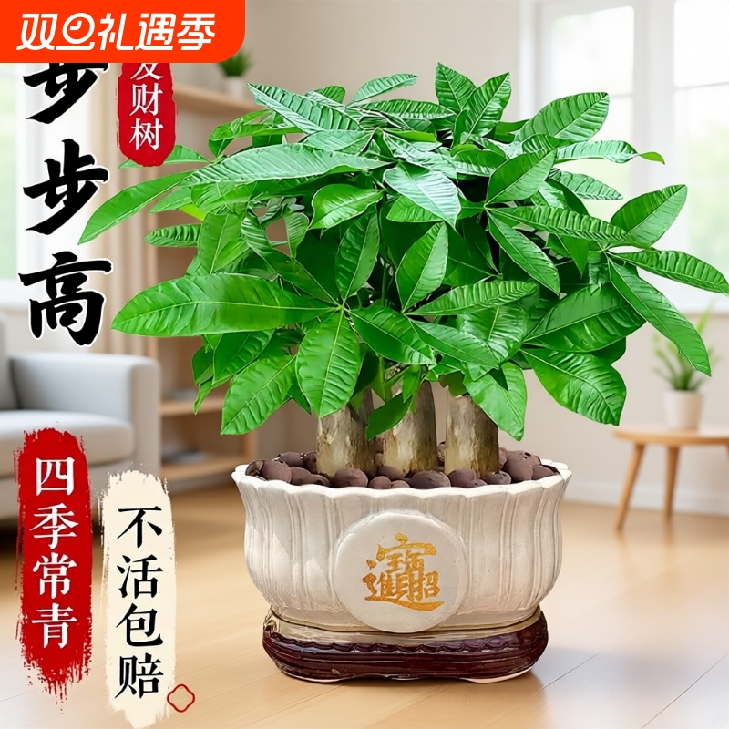 发财树盆栽易活植物室内客厅绿植小盆景四季常青招财室内盆栽花卉