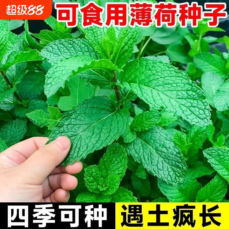 薄荷种籽子可食用四季猫薄荷阳台盆栽蔬菜种子驱蚊种植草种子植物