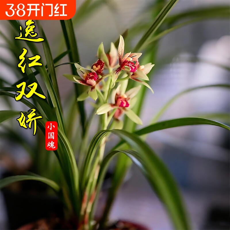 建兰小国魂夏带花浓香型四季兰花苗室内耐阴好养勤花绿植盆栽花卉