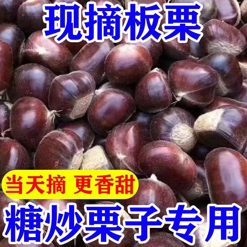 野生【特大板栗王】新鲜现摘丹东生板栗粉糯甜当季毛栗子净重发货