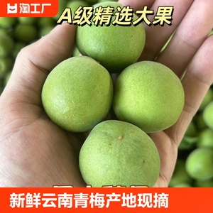 新鲜云南  青梅产地现摘直发泡酒梅子露青梅酱生吃孕妇水果青梅果