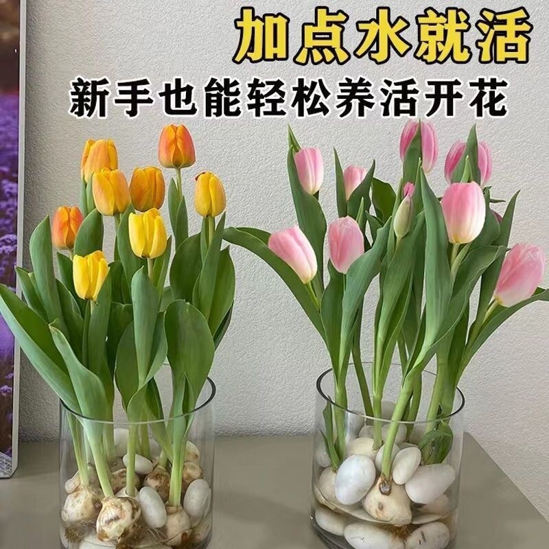 水培俩培郁金香四季开花盆栽植物客厅绿植花卉大全好养活阳台耐寒