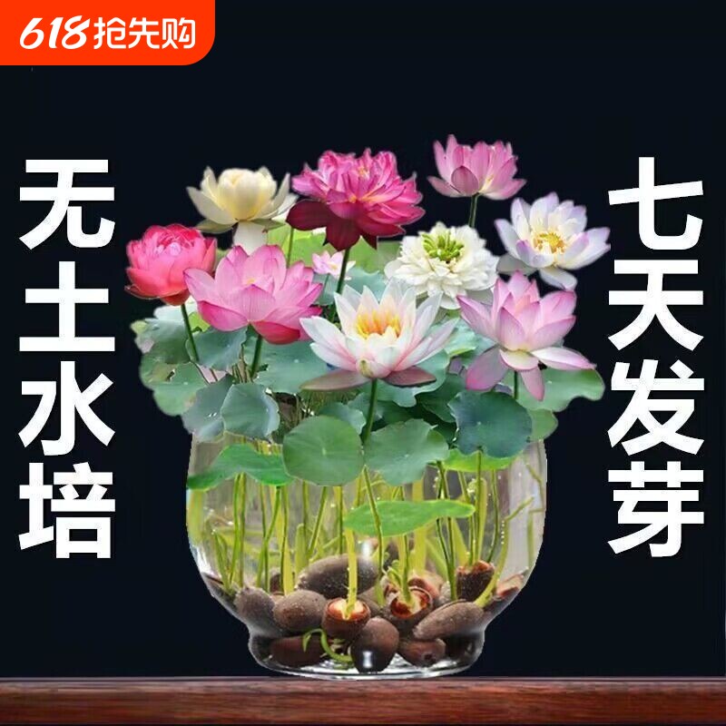 鱼缸水草种子水培真草养鱼碗莲种籽装饰造景植物固定景观水质观赏