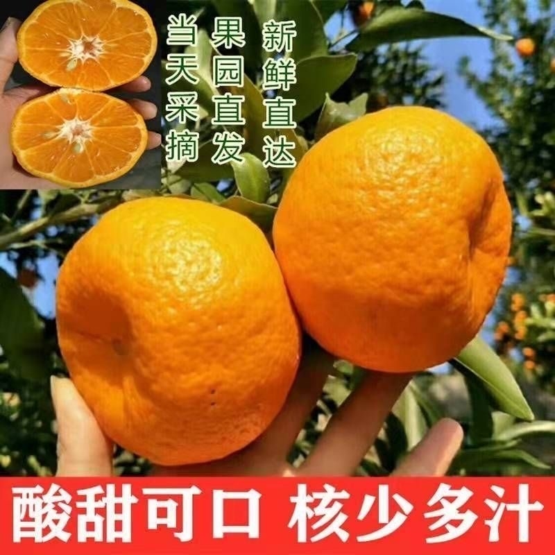 【精选】云南高山椪柑新当季新鲜现摘椪柑芦柑新水果酸甜口感整箱