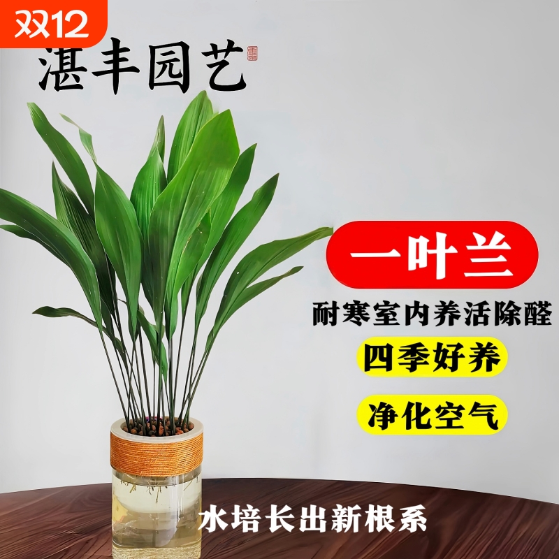 办公室水养净化空气喜阴摆件耐寒