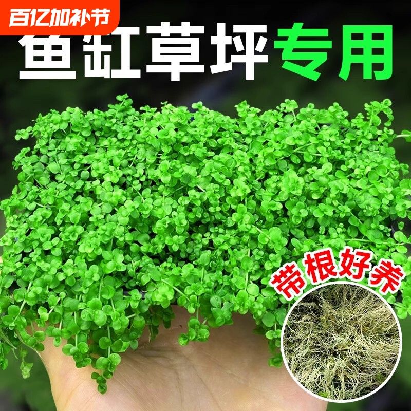 珍珠草爬地矮珍珠鱼缸水草专用趴地日本矮植物生态造景净化水质