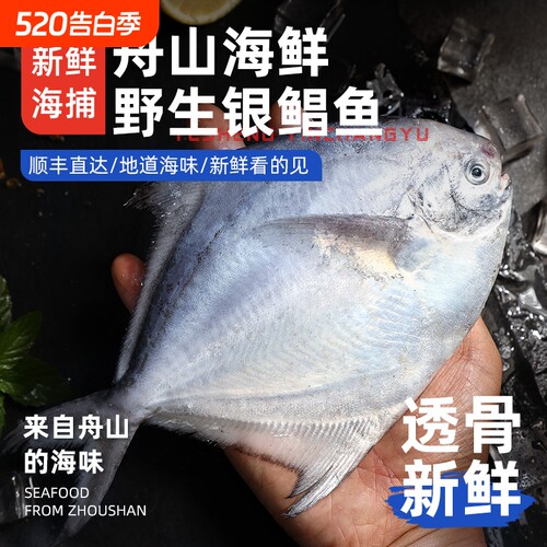 【5斤】舟山野生银鲳鱼/白鲳鱼
