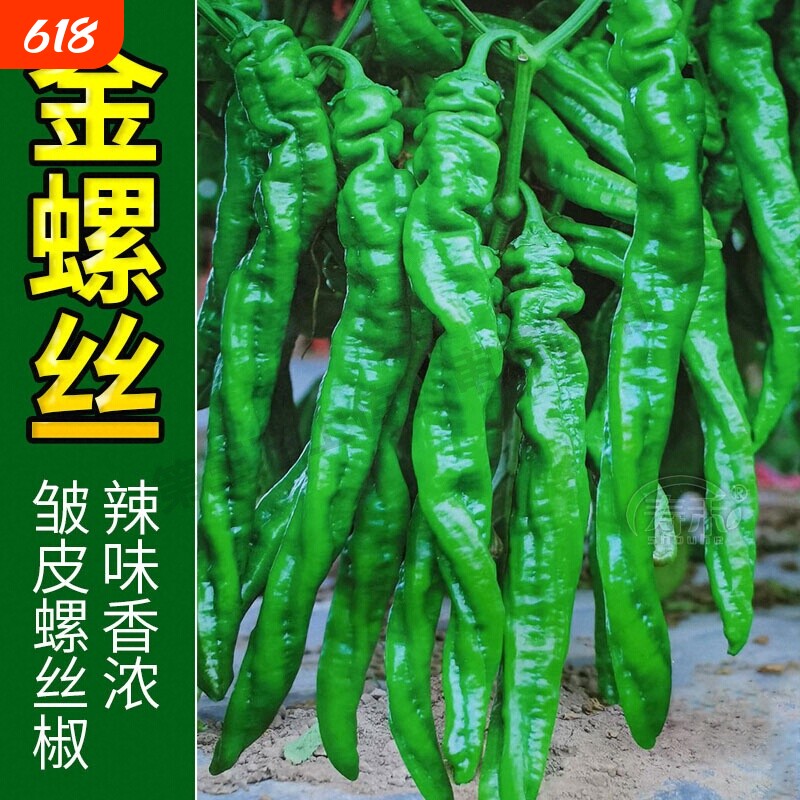 正宗螺丝椒辣椒苗二荆条山东寿光青椒秧苗带土高产四季线椒不辣