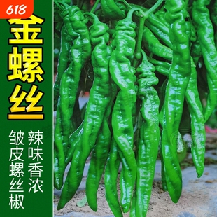 正宗螺丝椒辣椒苗二荆条山东寿光青椒秧苗带土高产四季线椒不辣