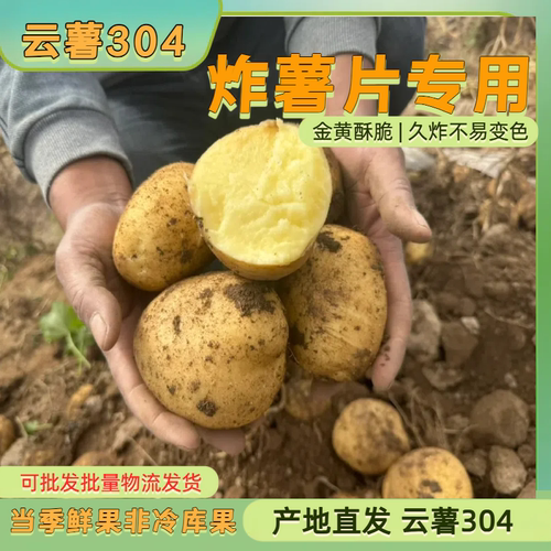 云薯304土豆炸薯片专用新鲜高山黄皮黄心马铃薯包邮洋芋当季好吃