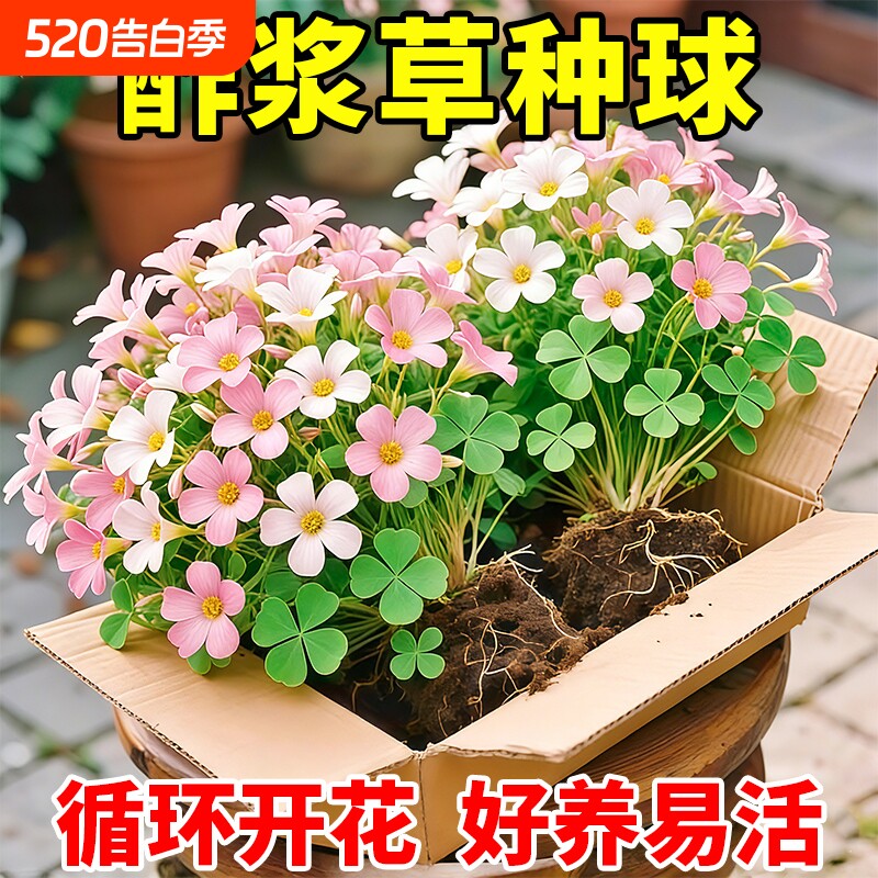 酢浆草种球多年生盆栽庭院花卉观赏植物室内开花紫叶幸运三叶种子