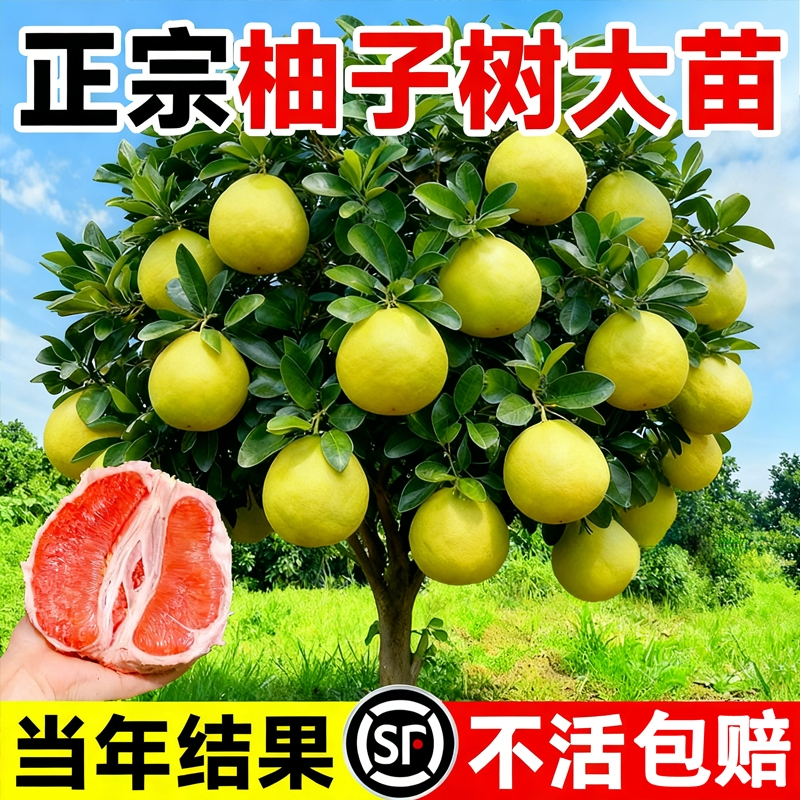 【包对版包成活】柚子大苗