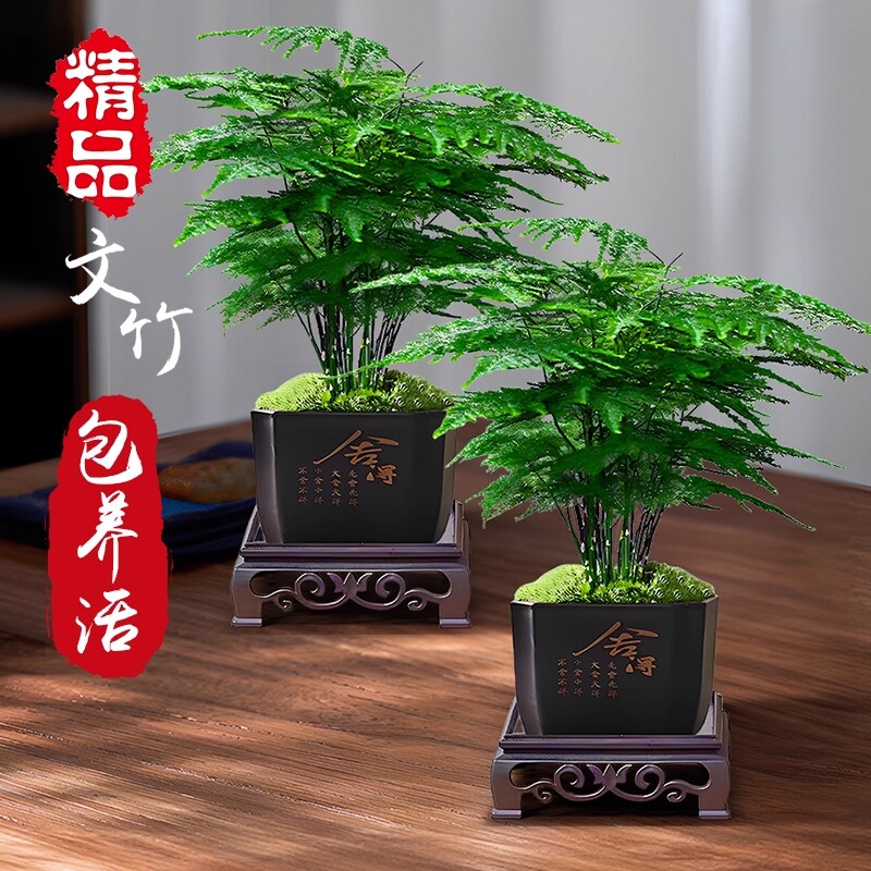 【9.9元抢两盆】文竹盆栽植物四季常青室内花卉办公桌植物禅意