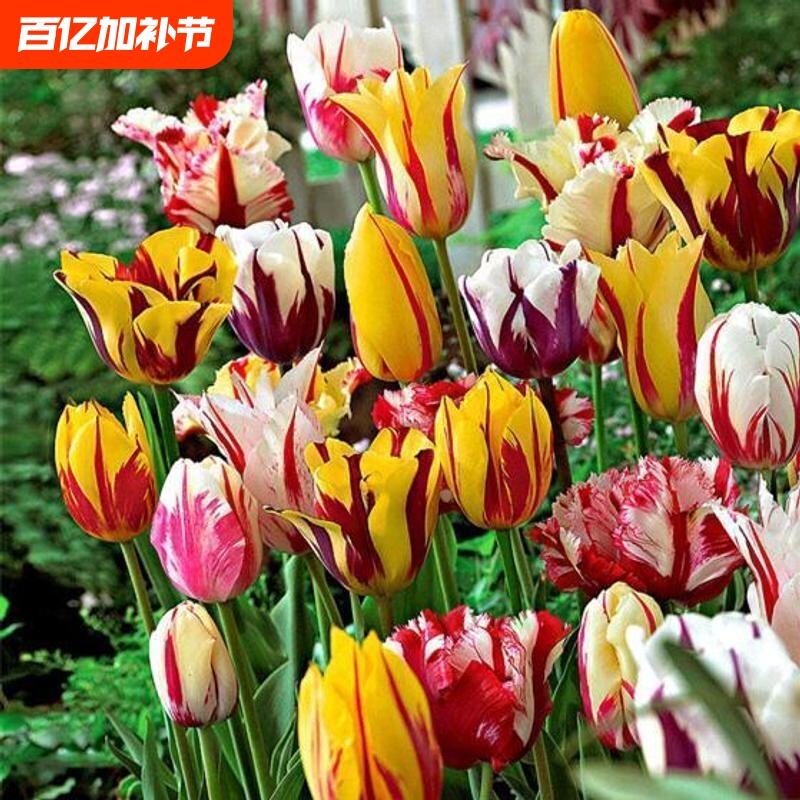 荷兰郁金香种球室内外土培花卉水培盆栽带花秋冬季花种子易种