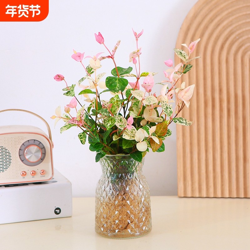 花叶络石水培彩叶植物窗台办公室好养新手绿植四季常青阳台盆栽,鲜花速递/花卉仿真/绿植园艺,绿植,淘宝优惠券,粉丝福利购,淘宝优惠卷