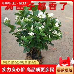 常青绿植花卉 茉莉花盆栽室内阳台好养植物浓香型茉莉花苗四季