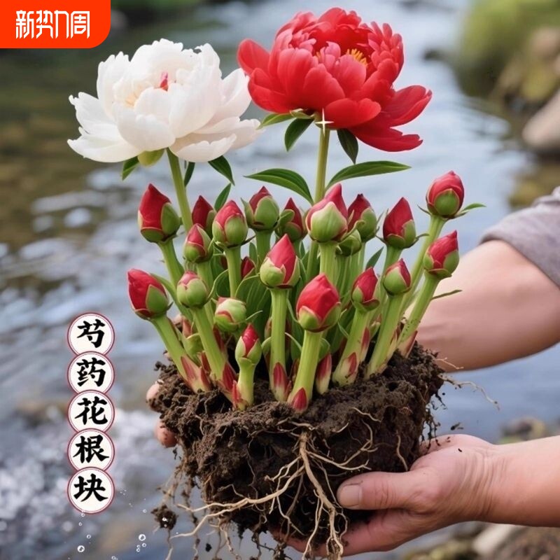 【带芽发货】芍药花苗盆栽大花重瓣芍药根块牡丹室内阳台庭院花卉