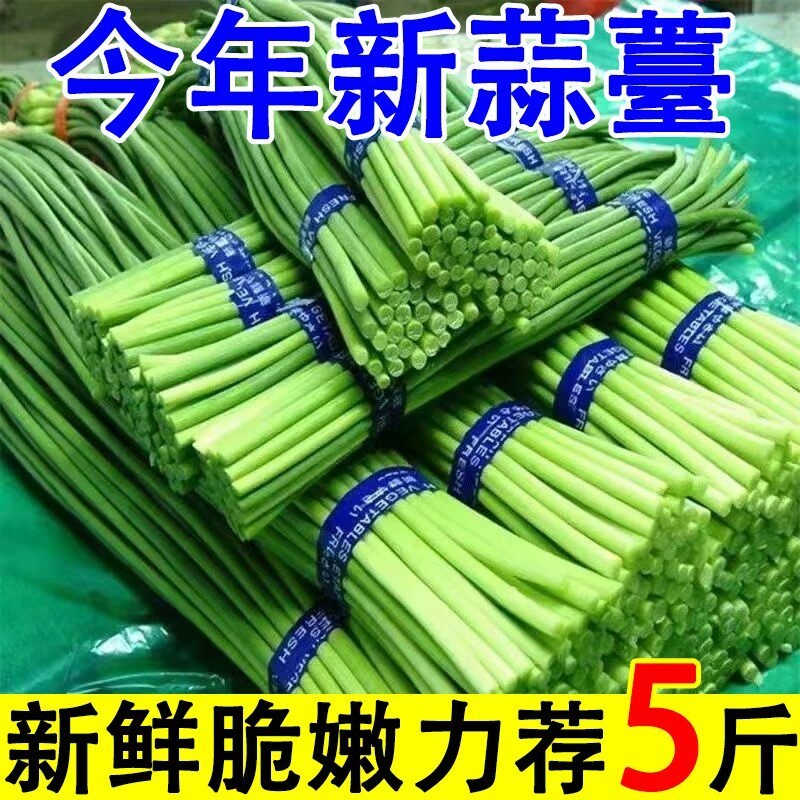 2026新鲜蒜苔河南脆嫩红帽蒜薹当季农家蔬菜短细蒜苔蒜苗5斤整箱