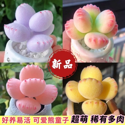 【新品】多彩熊童子多肉植物群生老桩萌熊名贵高端办公桌创意盆栽