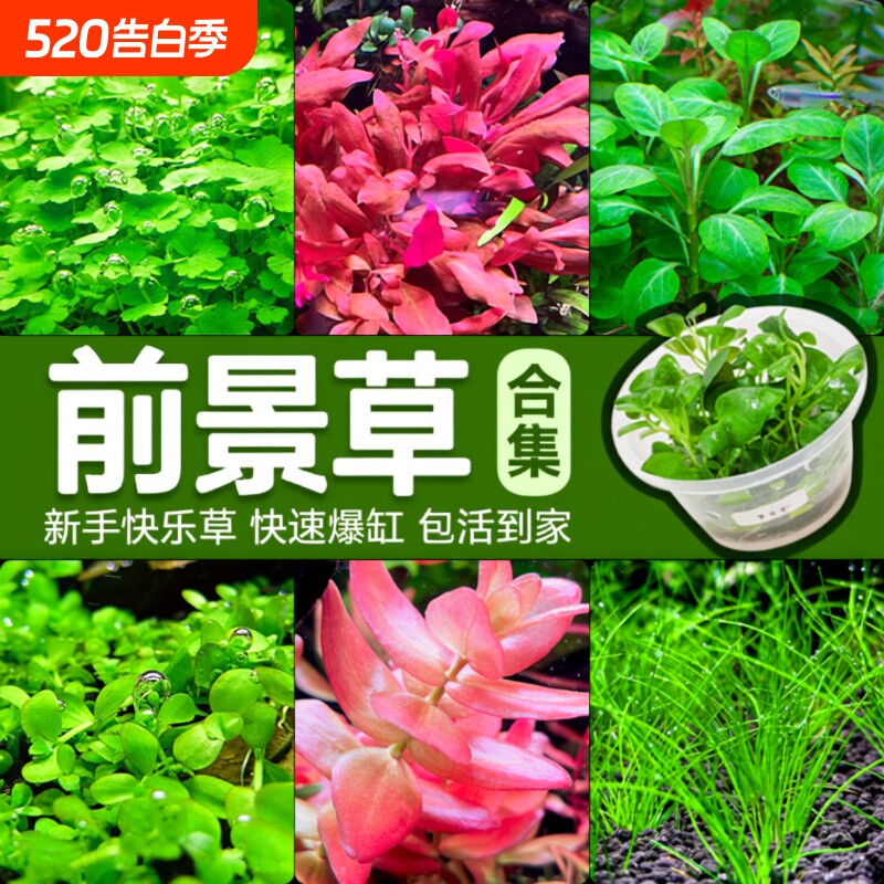 前景草爬地矮珍珠鱼缸水草植物真草活阴性无菌杯牛毛草坪造景青竹
