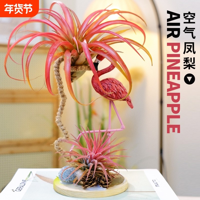 空气凤梨多肉植物盆栽无土植物盆景桌面室内微景观阳台美观办公室