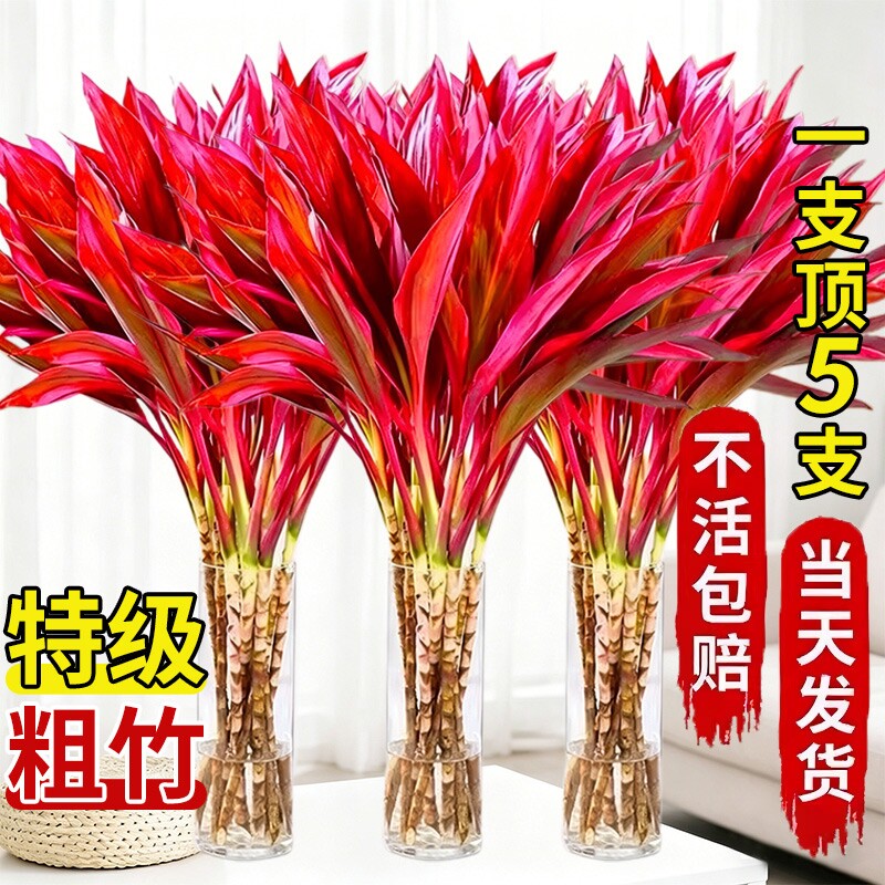 富贵竹水培植物紫竹鸿运特粗杆大颗叶风水发财树节节高升客厅招财