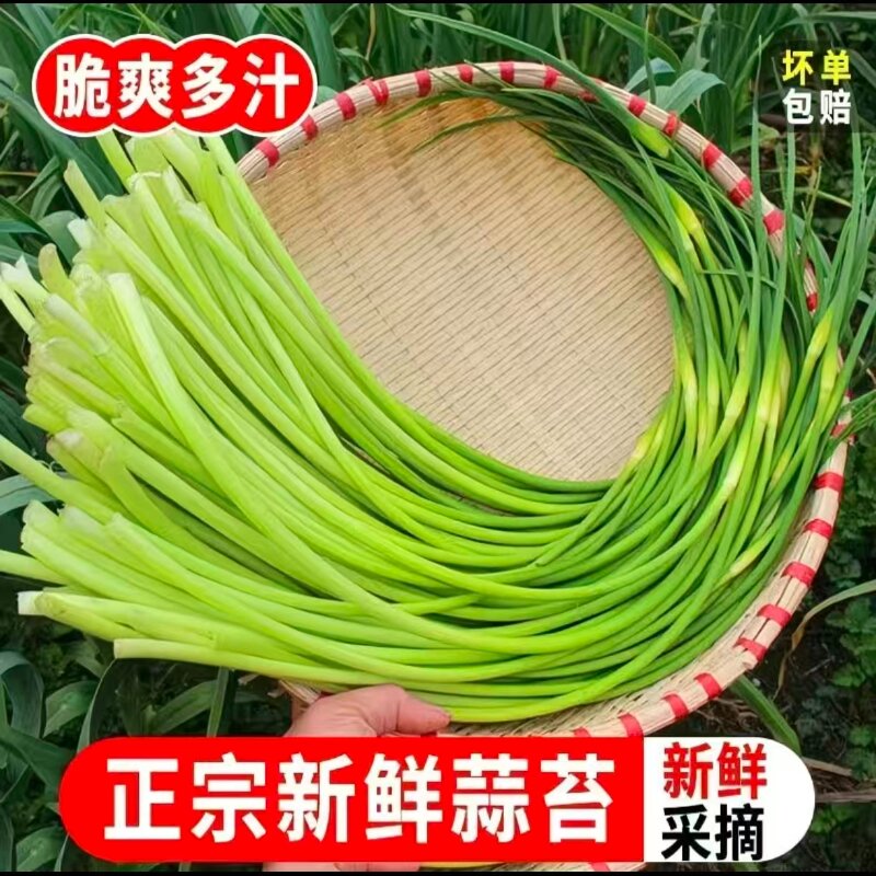 新蒜苔鲜嫩脆薄5斤实惠