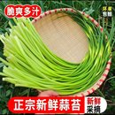 农家自种新鲜蒜苔现抽掐头去尾薄脆干净鸡蛋腊肉蒜薹北方应季 蔬菜