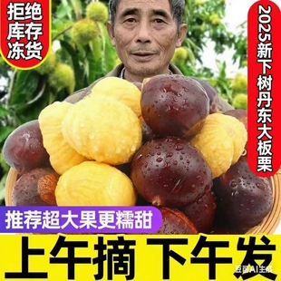 【新下树】正宗新鲜生现摘丹东板栗5斤栗子锥去毛球油栗仁蔬罗田