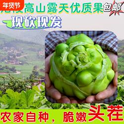 新鲜头茬涪陵青菜头榨菜头菜疙瘩羊角菜现砍现发自种新鲜蔬菜