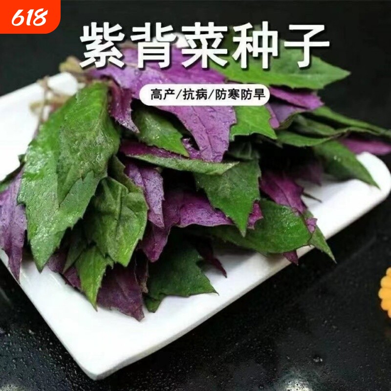 天然补血紫背菜种子观音天葵蔬菜种子血皮红背菜易种高产抗病种籽