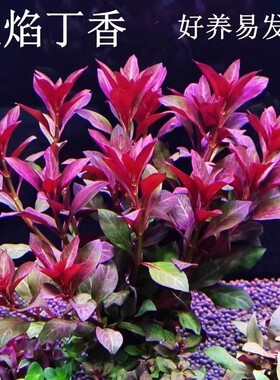 鱼缸水草造景紫红火焰丁香水草植物真草绿植养鱼水培沉底定植好养