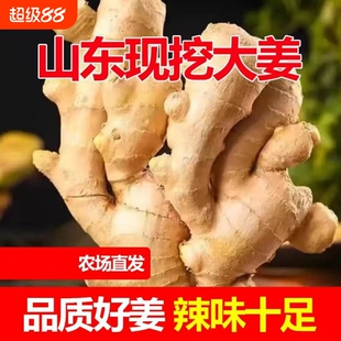 山东生姜生姜老姜现挖土蔬菜山东大姜优月子姜风干姜鲜姜
